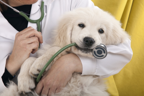 con chó bên bác sỹ