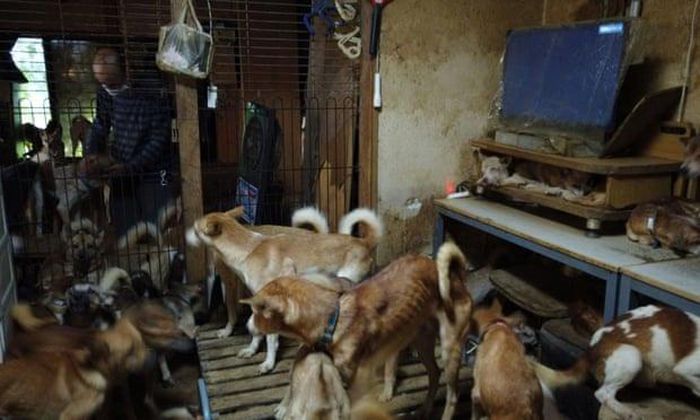 164 con chó đáng thương được tìm thấy tại Nhật
