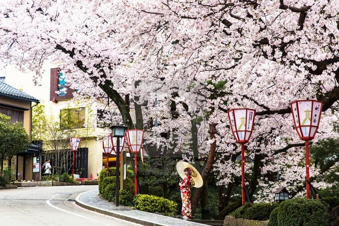Thành phố Kanazawa bao phủ bởi hoa anh đào