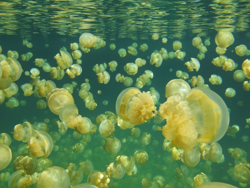 Sự biến mất bí ẩn của hàng triệu con sứa
